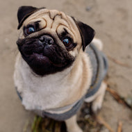 Emotional Support Animals